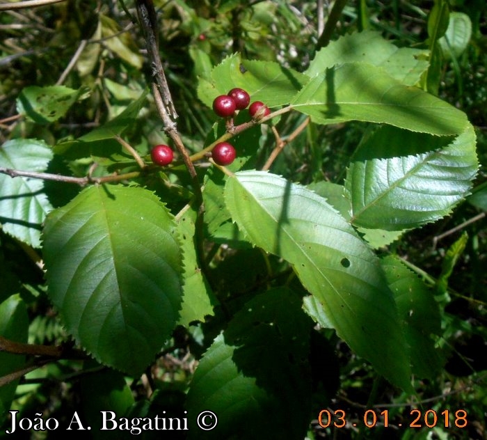 Rhamnus sphaerosperma