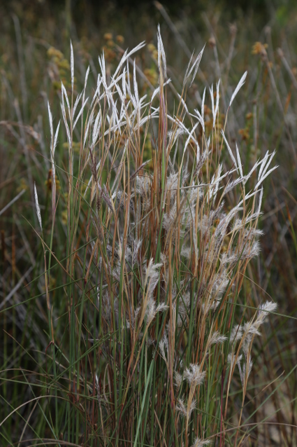 Andropogon arenarius