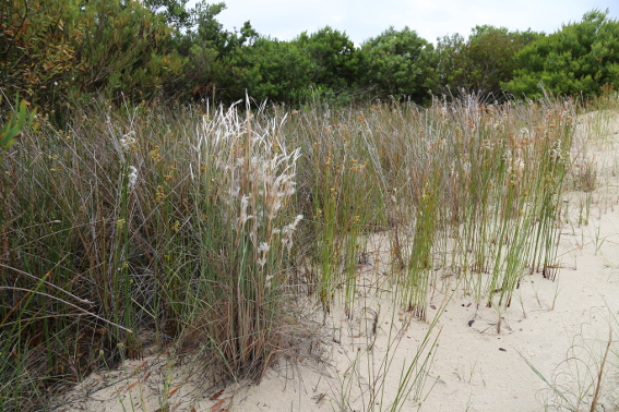 Andropogon arenarius