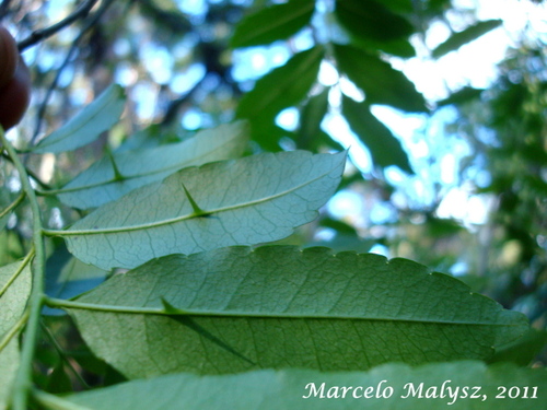 Zanthoxylum rhoifolium