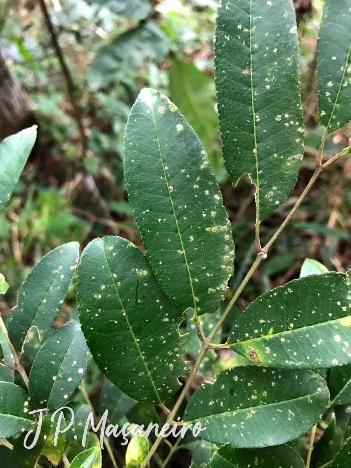 Zanthoxylum rhoifolium