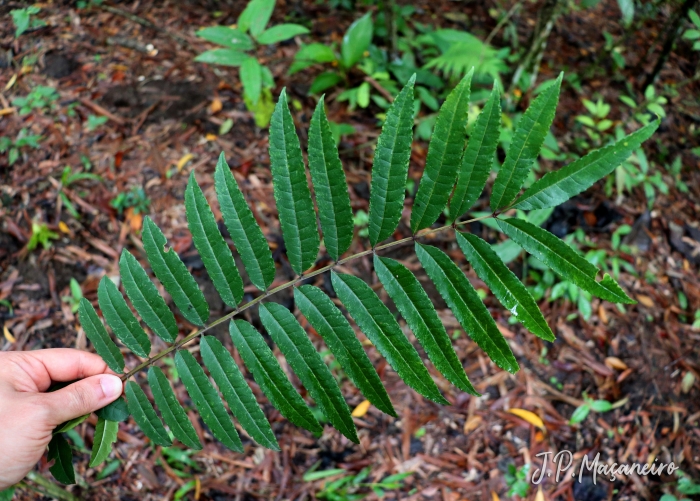 Zanthoxylum rhoifolium