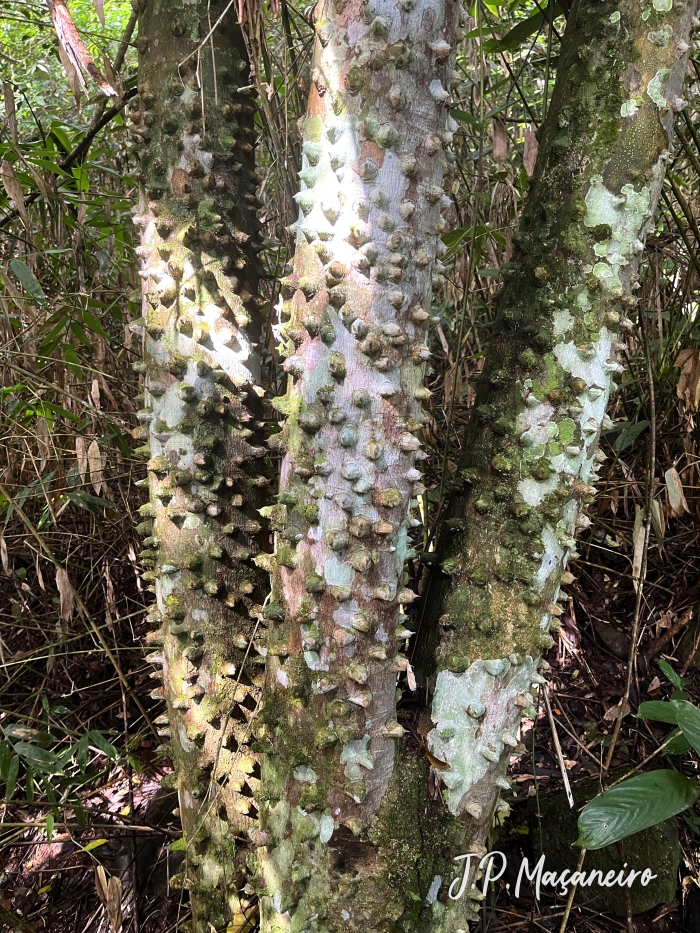 Zanthoxylum rhoifolium