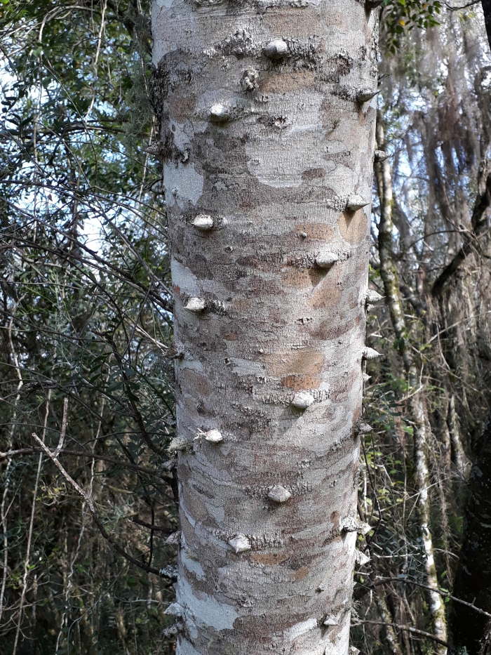 Zanthoxylum rhoifolium