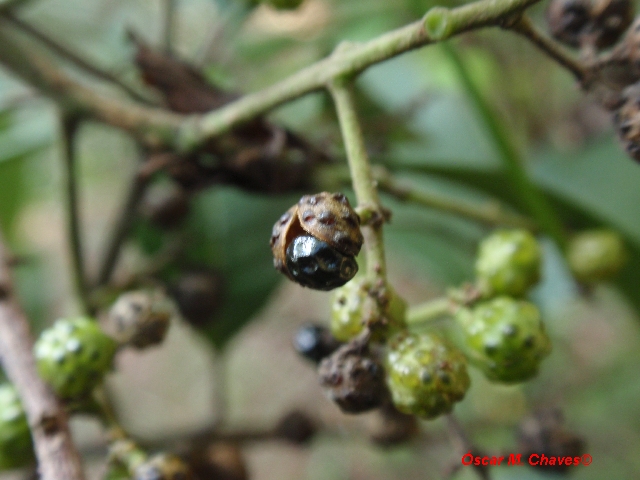 Zanthoxylum rhoifolium