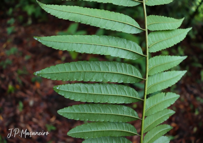 Zanthoxylum rhoifolium