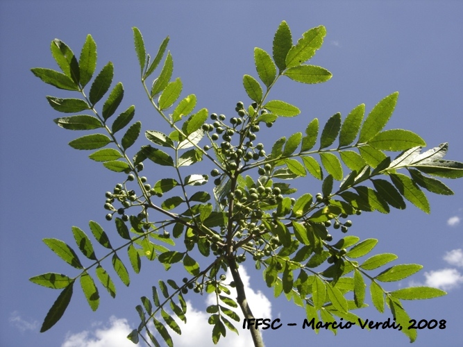 Zanthoxylum rhoifolium