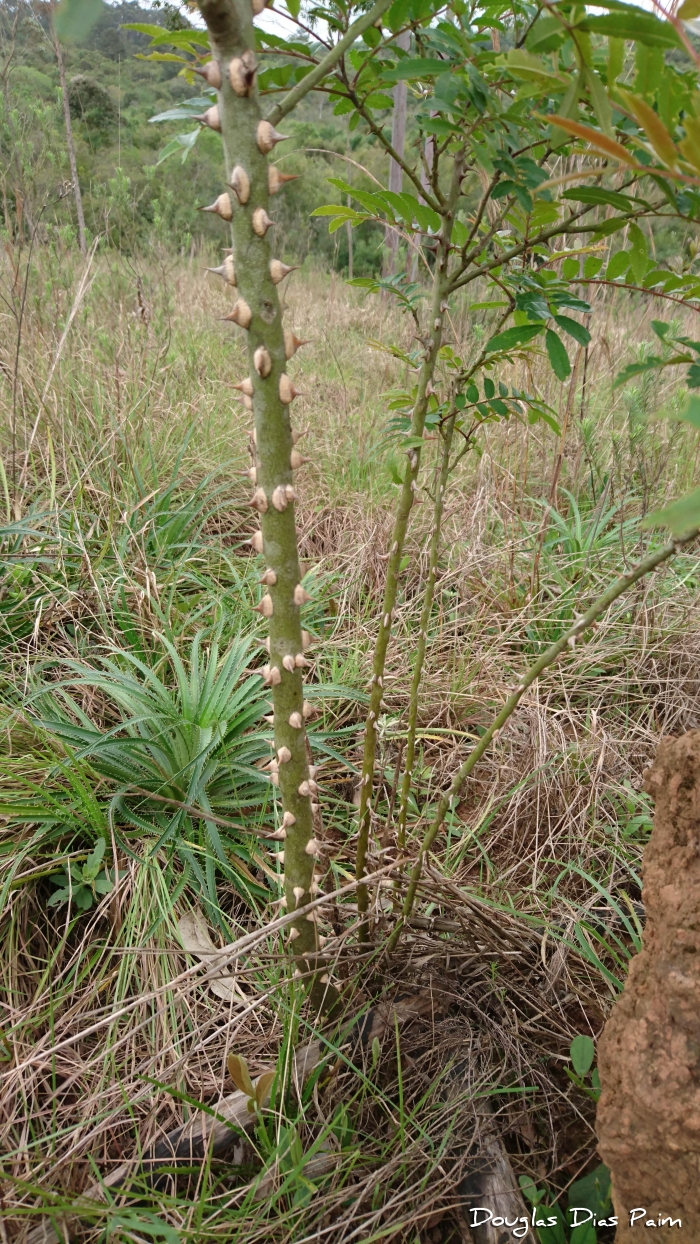 Zanthoxylum rhoifolium