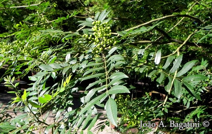 Zanthoxylum rhoifolium