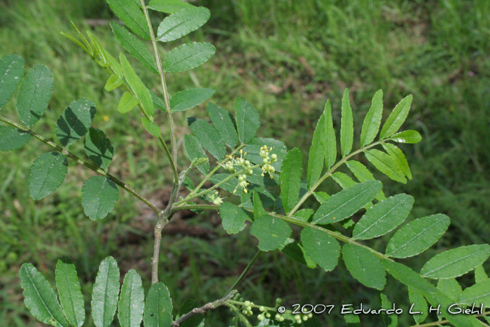 Zanthoxylum rhoifolium