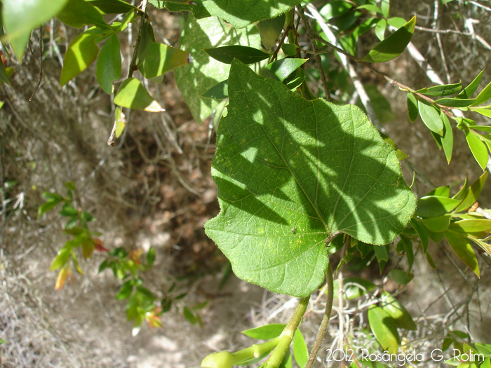 Ipomoea bonariensis