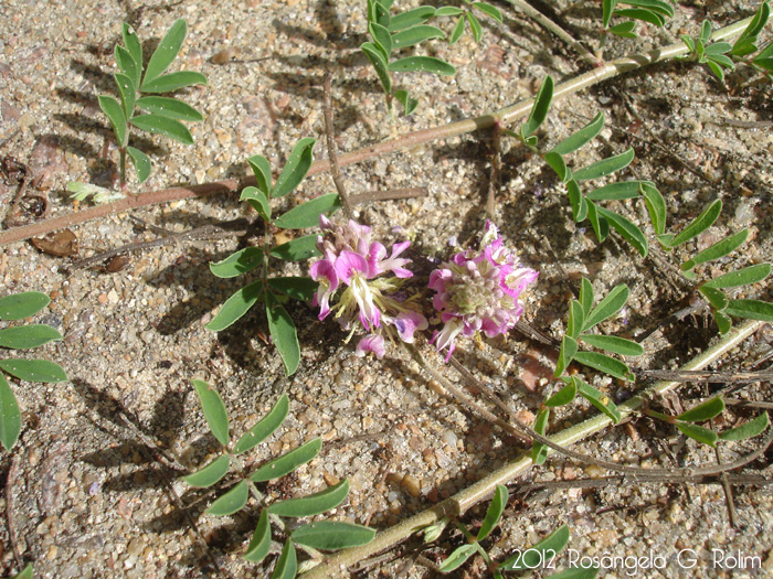 Indigofera sabulicola