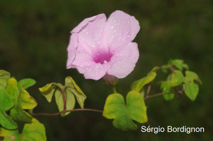 Ipomoea bonariensis