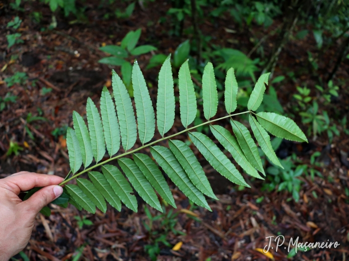 Zanthoxylum rhoifolium