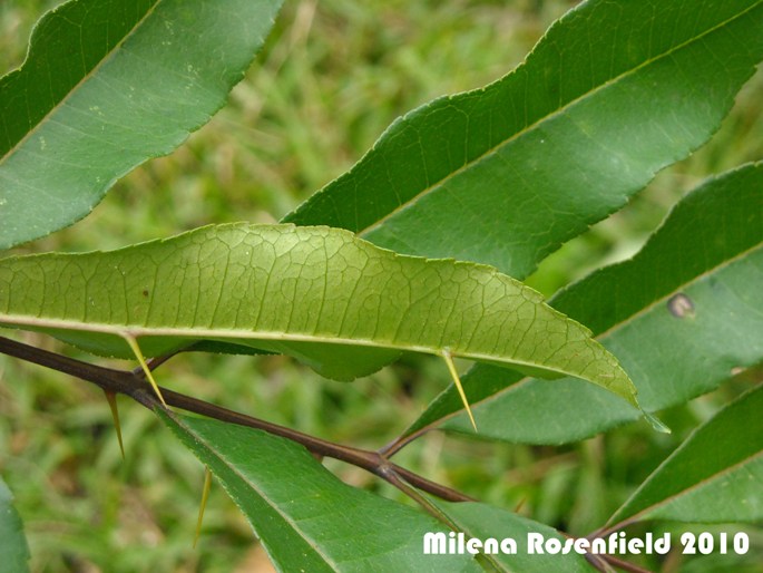 Zanthoxylum rhoifolium