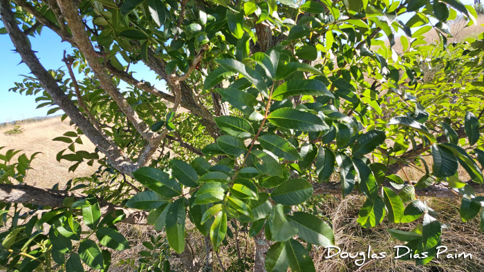 Zanthoxylum rhoifolium