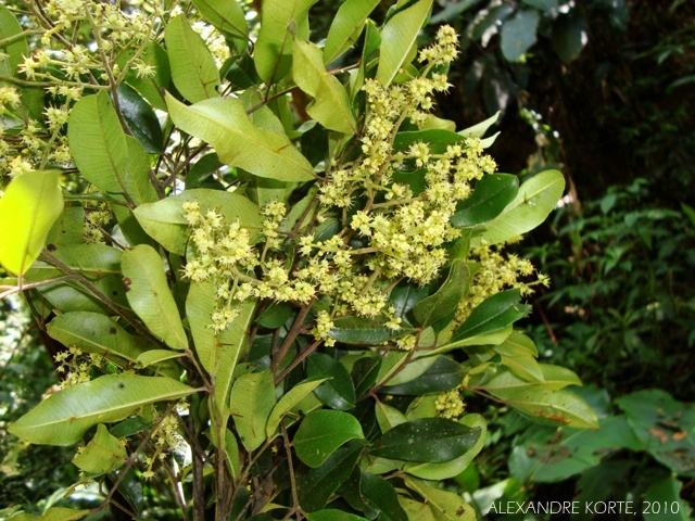 Zanthoxylum rhoifolium