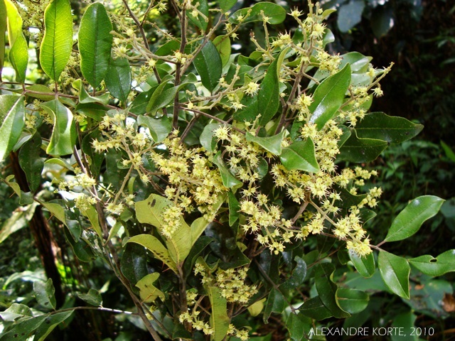 Zanthoxylum rhoifolium