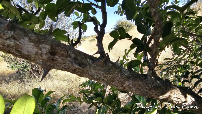 Zanthoxylum rhoifolium