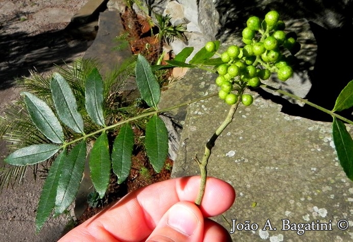 Zanthoxylum rhoifolium