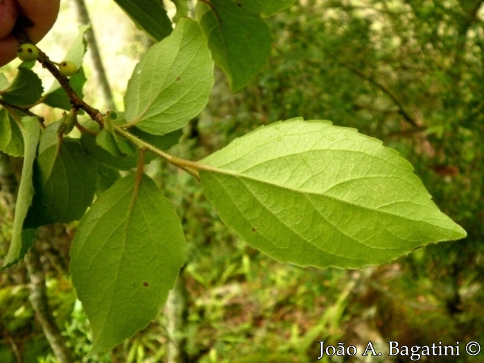 Xylosma ciliatifolia