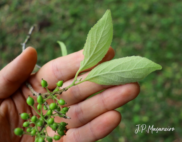 Xylosma ciliatifolia