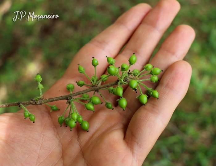 Xylosma ciliatifolia