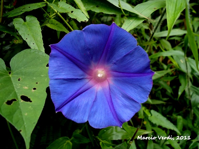 Ipomoea indica