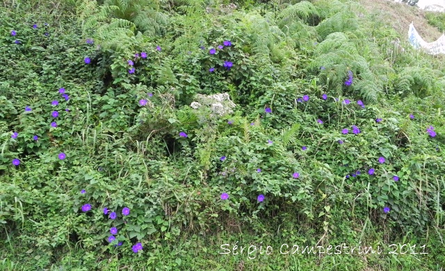 Ipomoea indica