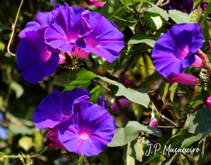 Ipomoea indica