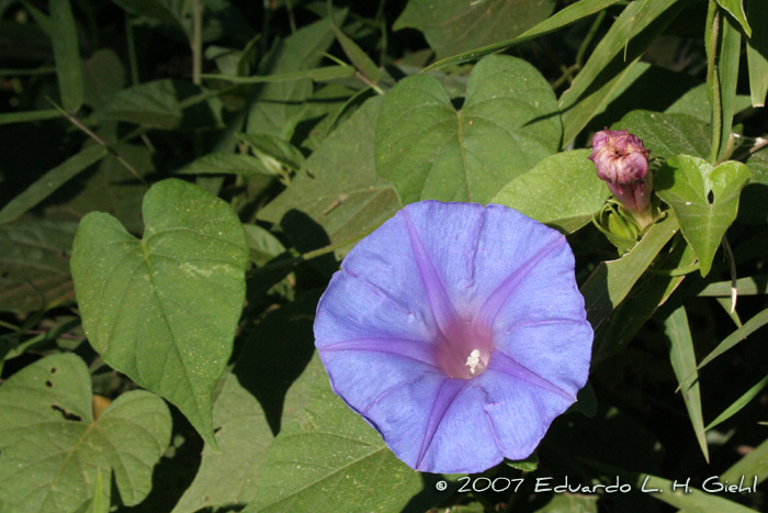 Ipomoea indica