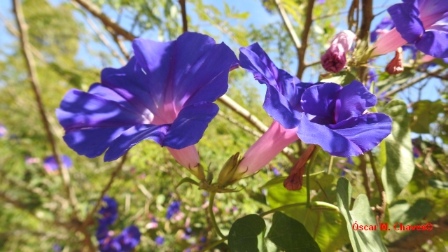 Ipomoea indica