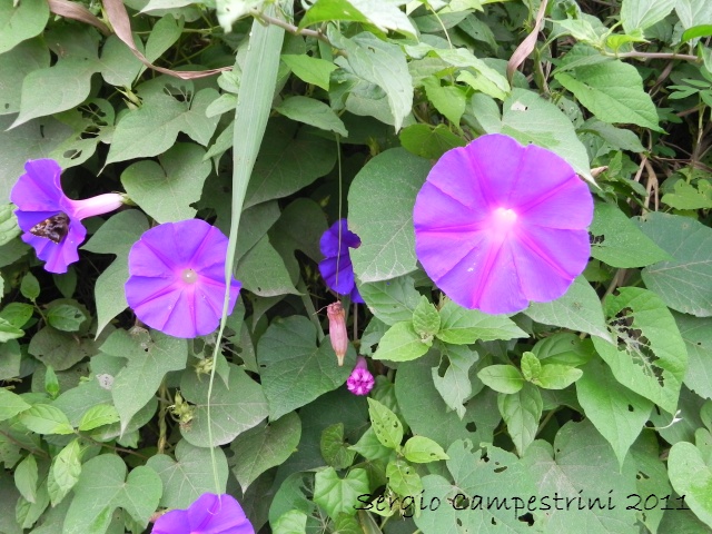 Ipomoea indica