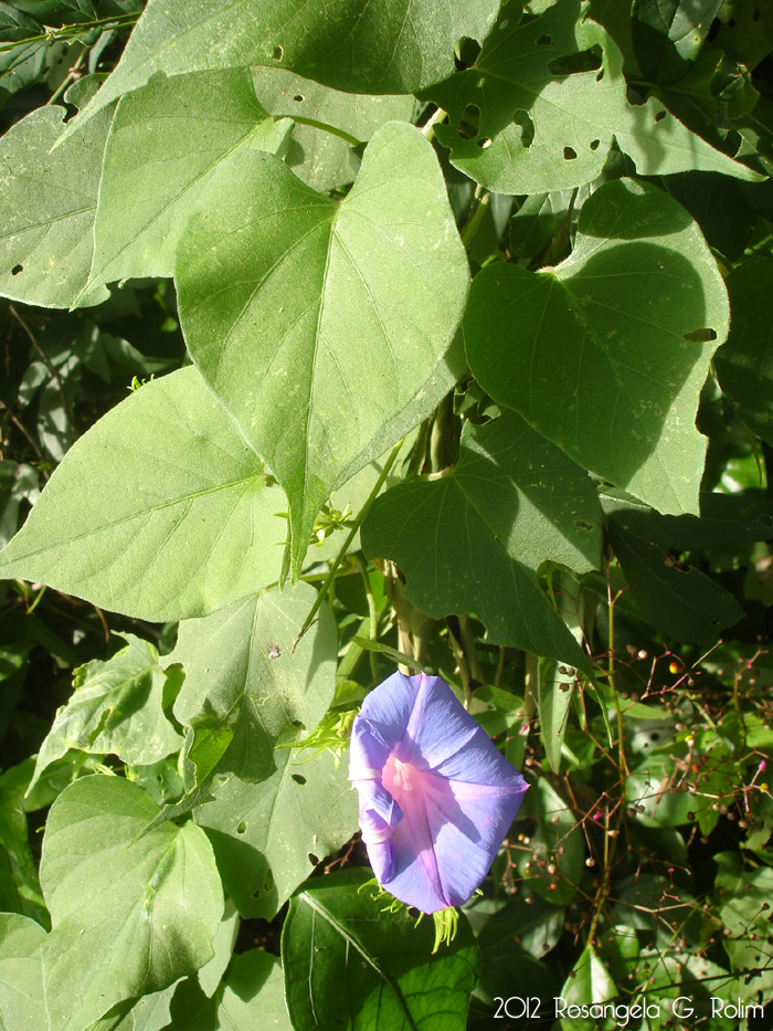 Ipomoea indica