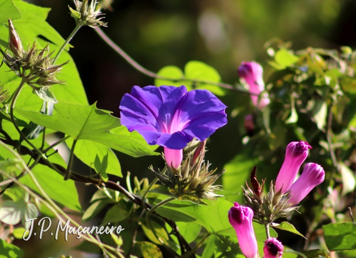 Ipomoea indica