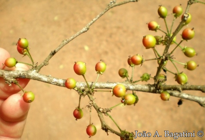 Xylosma ciliatifolia