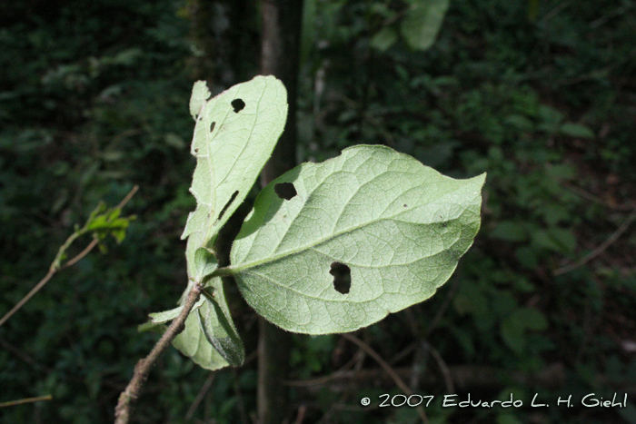 Xylosma ciliatifolia