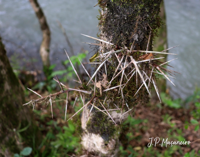 Xylosma ciliatifolia