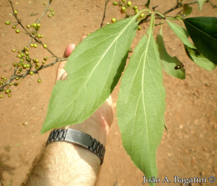 Xylosma ciliatifolia