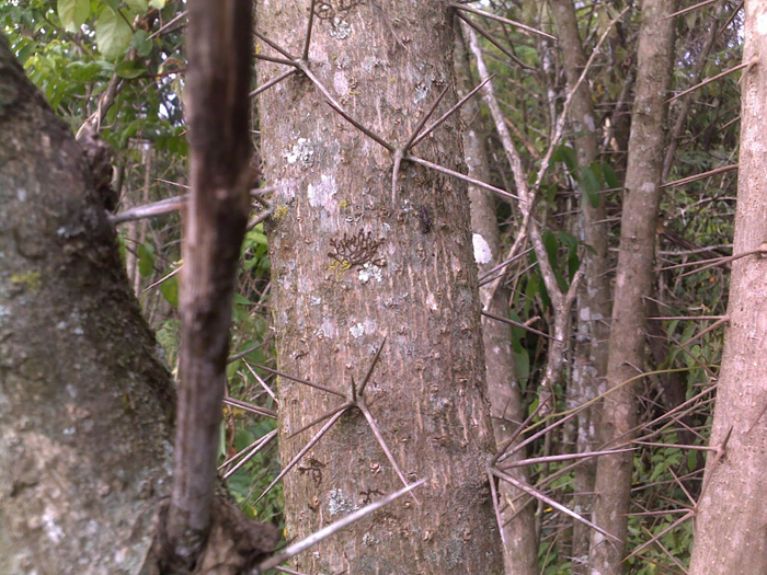 Xylosma ciliatifolia