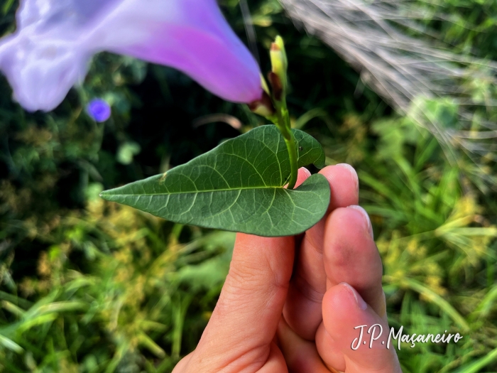 Ipomoea maurandioides