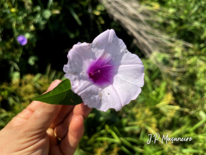 Ipomoea maurandioides