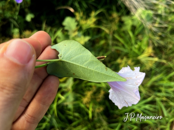 Ipomoea maurandioides
