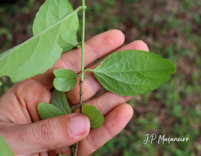 Xylosma ciliatifolia