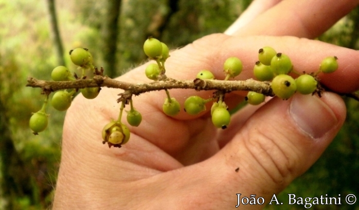 Xylosma ciliatifolia