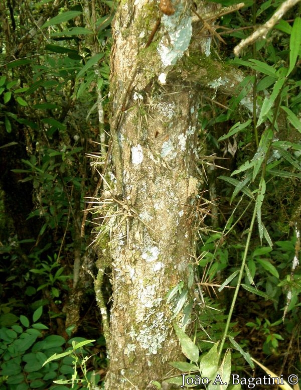 Xylosma ciliatifolia