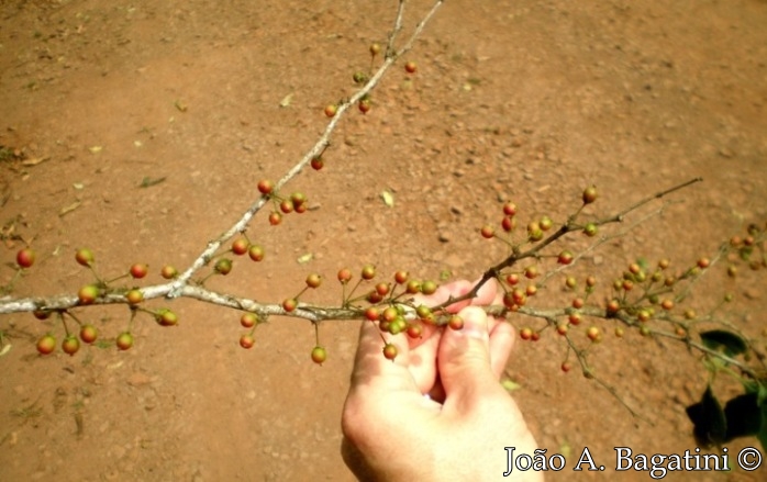 Xylosma ciliatifolia