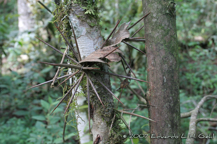 Xylosma ciliatifolia