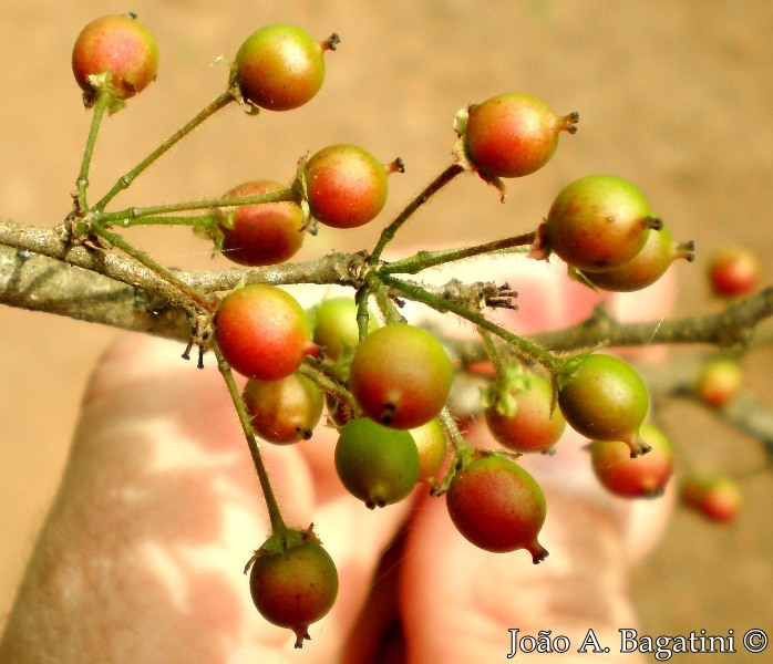 Xylosma ciliatifolia