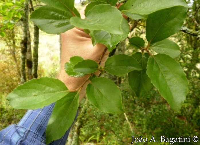 Xylosma ciliatifolia